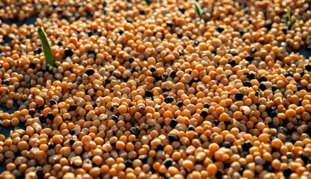 玉米豆类混合产品在供应链管理中的使用误区